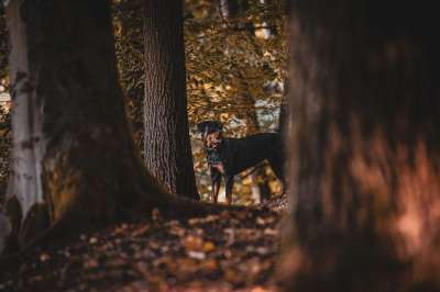 罗威纳犬 狗 国内动物 森林 落下 秋天 树叶 自然 树木