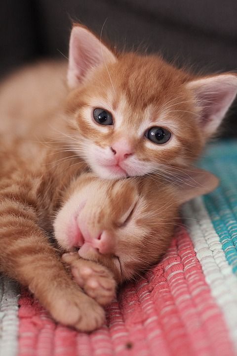 可爱的 猫 小的 动物 婴儿 有趣的 棕色猫 棕色有趣的