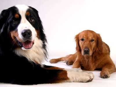 金毛猎犬 伯恩山犬 狗 动物 家畜 亲爱的 忠于