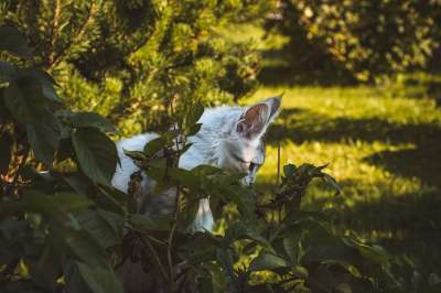 猫 动物 花园 宠物 猫科动物 夏天 户外 国内的猫 国内动物