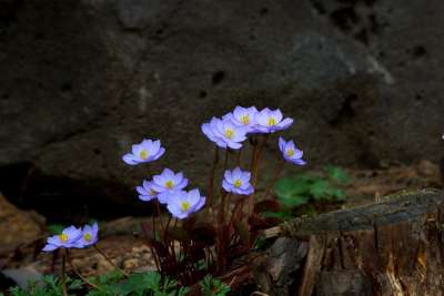 大自然 花 植物 地方的扑克游泳池 大韩民国 春天 野花
