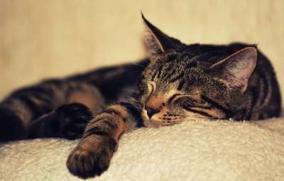 小猫 猫 宠物 动物 基蒂 国内的 毛皮 肖像 毛茸茸的 脸