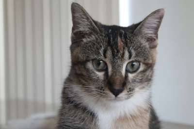 猫科动物 小狗 肖像 我笑了 可爱 年轻 老虎 猫 小猫咪