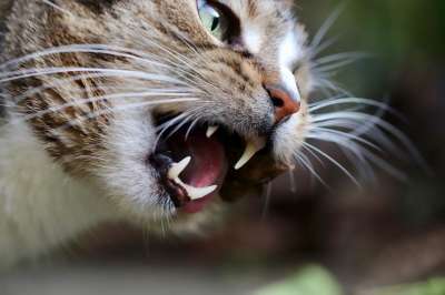 猫 宿醉 牙齿 家猫 家畜 鲭鱼 猫眼 猫脸 吃下去