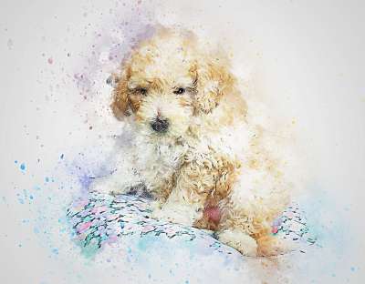 狗 贵宾犬 宠物 艺术 抽象 水彩 优质的 动物 丰富多彩的