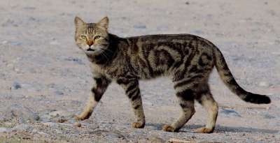 猫 荒野 老虎 动物 苹果浏览器 自然 动物园 野生动物