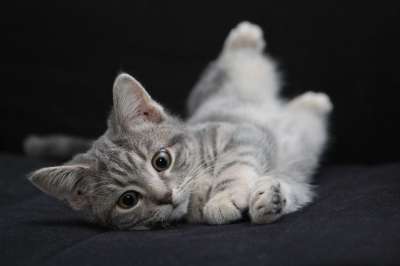 动物 宠物 可爱的 灰色的 毛茸茸的 猫 灰猫 灰色的动物