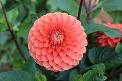 花 橙色的 花园 大丽花 盛开 秋天 绒球 块茎
