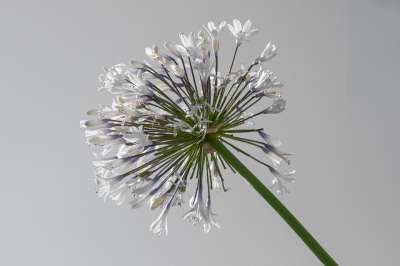 非洲百合 花朵 植物 Agapanthus 白色的花 花瓣 芽