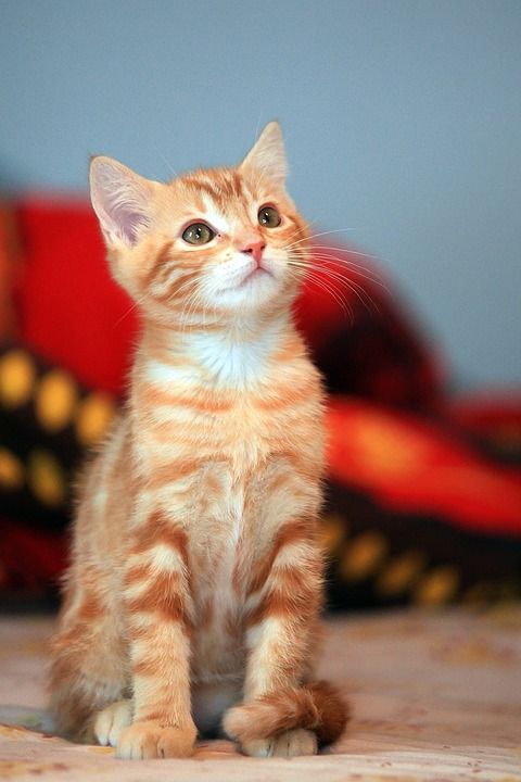 猫 可爱的 小猫 动物 国内的