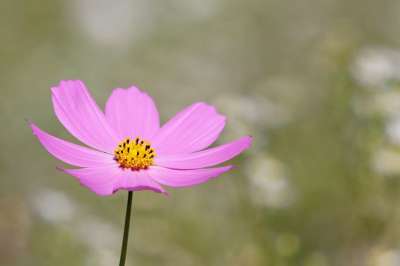 宇宙 花 野花 植物 花瓣 自然 秋天 夏天 特写 花园