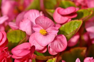 秋海棠 花朵 粉红秋海棠 花瓣 粉红色的花瓣 盛开 开花 植物群