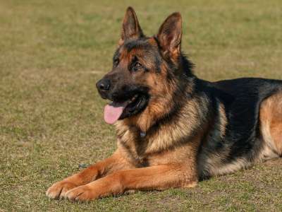狗 动物 宠物 德国牧羊犬 乙 在看着 四足 德国牧羊犬
