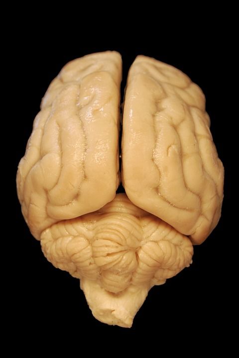 脑 解剖学 狗 生物学 背 身体 兽医 大脑 小脑 科学