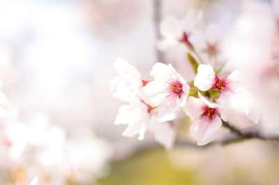 春天 樱桃树 粉色 鲜花 植物 樱花 录取 春花 日式 花瓣