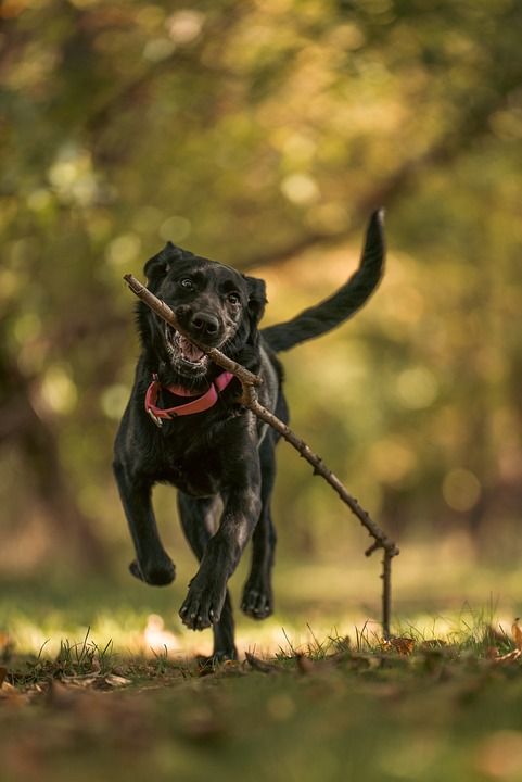黑色拉布拉多 拉布拉多犬 狗 小狗 动物 犬类 落下 秋天 户外