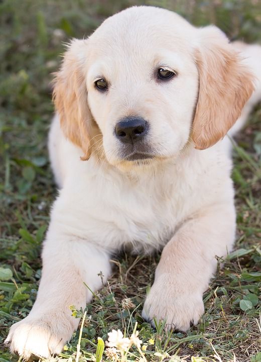 狗 小狗 金毛猎犬 年轻 纯种狗 在免费 户外 家畜 说谎