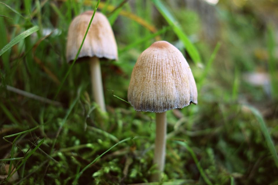 蘑菇, 菌, 秋天
