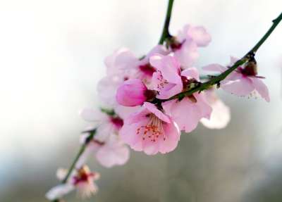 杏仁树 开花 春天 杏仁花 粉色的 杏仁 自然
