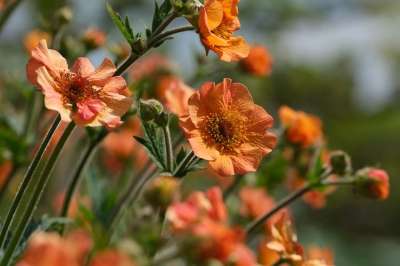 花 植物 花瓣 今 Avens 橙色的 自然 开花 植物群