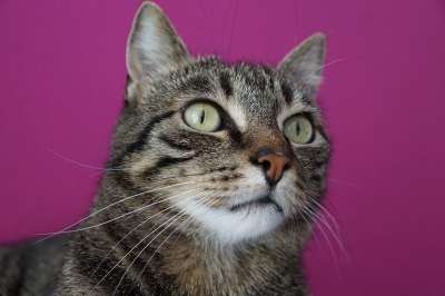 猫 老虎 动物 大猫 捕食者 可爱的 野生动物 家猫 猫脸