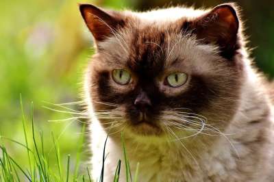 英国短毛猫 猫 纯种 毛皮 家猫 野生动物 动物 家畜 非常漂亮