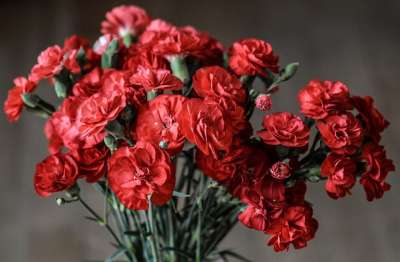 康乃馨 花朵 红色的 自然 盛开 花束 光滑的 季节性 装饰