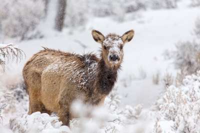 麋鹿 鹿 冬天 雪 自然 野生动物 国家麋鹿保护区 动物 麋鹿