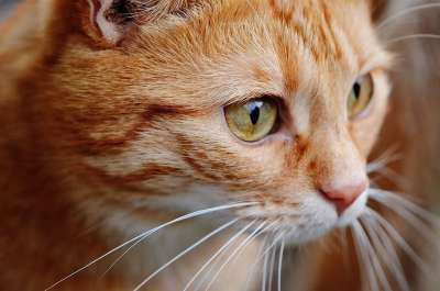 猫 宿醉 红色的 可爱的 鲭鱼 老虎 舒适 动物 家猫 毛皮