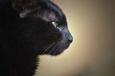 猫 肖像 可爱的 动物 哺乳动物 坐 小猫 宠物 眼睛 看着