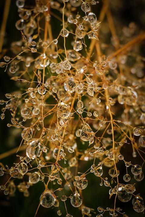 滴 水 水性 自然 水滴 雨 露 新鲜