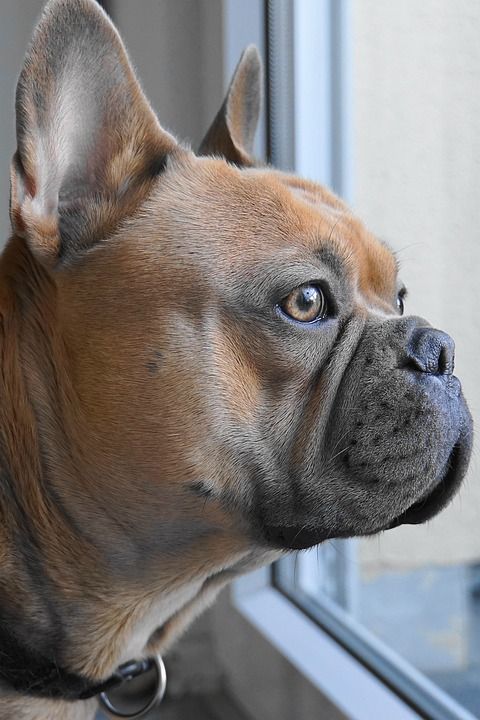 法国斗牛犬 狗 动物 家畜 可爱的 朋友 纯种狗 细心 好奇的