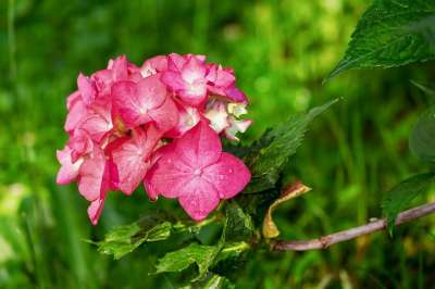 绣球花 花朵 露 露滴 粉色绣球花 树叶 花瓣 粉红色的花瓣