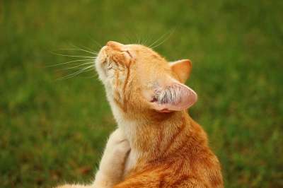 猫 小猫 红猫 鲭鱼 红鲐鱼鱼骨 虎猫 草 划痕