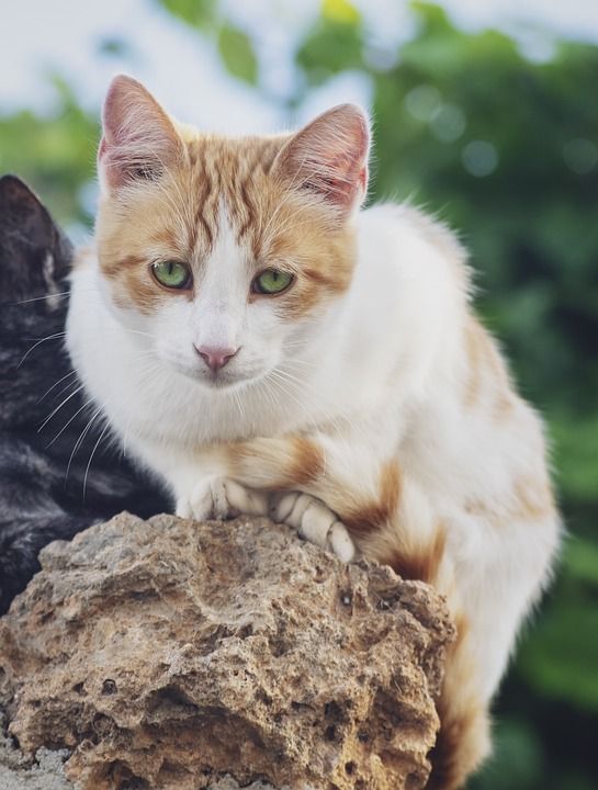 猫 猫科动物 哺乳动物 动物 毛皮 胡须 宠物