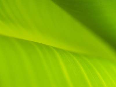 背景 香蕉叶 降低 元素 环境 环境的 植物群 叶子 新鲜的