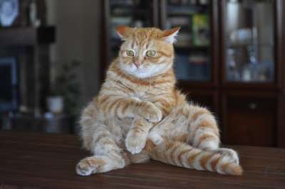 猫 生姜 有条纹的 有趣的 姿势 害怕 害怕地 惊吓 表达