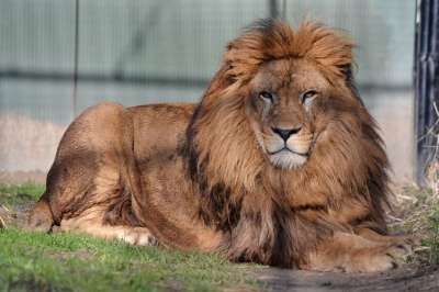 狮子 王 躺着 鬃毛 野生猫 野生动物 荒野 野生动物摄影