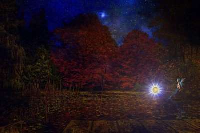 幻想 梦 神秘 童话 情绪 浪漫的 梦想 星星 夜晚 树