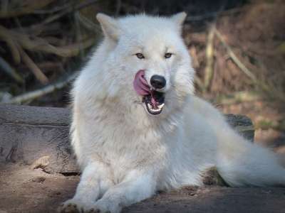 狼 野生动物 捕食者 食肉动物 濒危 森林居民 Hundeartig