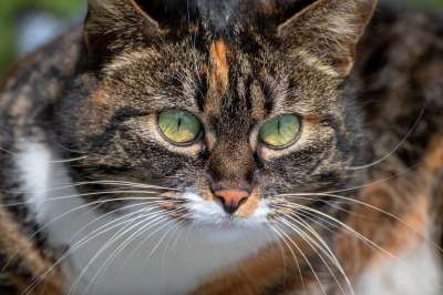 猫 家畜 动物 哺乳动物 家猫 眼睛 晶须 幸运猫 女性