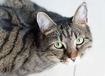 老虎 猫 宿醉 斑点狗 甜 动物 大猫 捕食者 野生动物