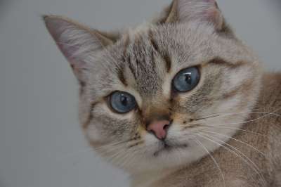 猫 可爱 蓝眼睛 柔软的 胡子