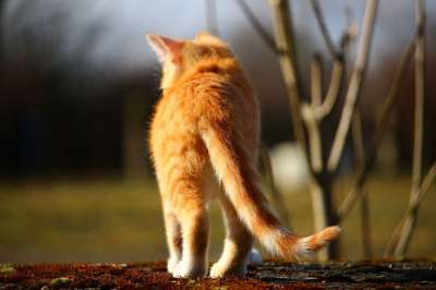 猫 小猫 鲭鱼 红虎斑 红猫 猫宝宝 家猫