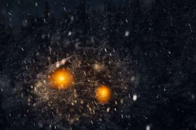 冬天 景观 夜晚 黑暗的 晚上 雪 雪花 森林 寒冷的 光