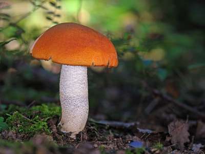 桦木牛肝菌蘑菇 蘑菇 伯肯罗林 菌类 海绵 野生蘑菇 森林