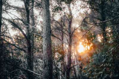 自然 树木 户外 荒野 日落 意大利 托斯卡纳 景观 黄昏