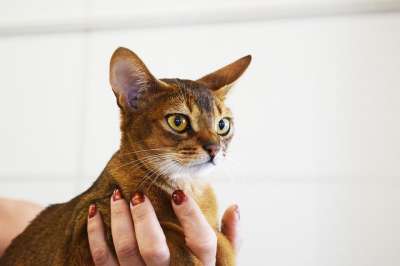 阿比西尼亚猫 猫盛会 选美比赛 猫的品种 优胜者 展览 竞赛 品种