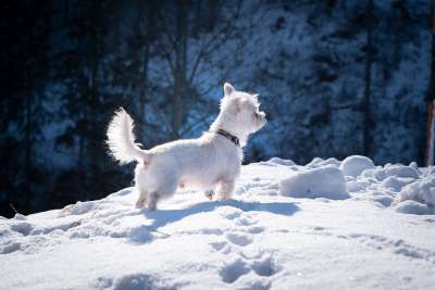 狗 白色的 雪 冬天 小狗 马耳他-哈瓦那 动物 家畜 喷口