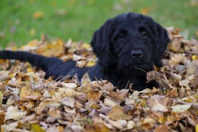 狗 小狗 Labradoodle 拉布拉多 国王狮子狗 贵宾犬 家畜